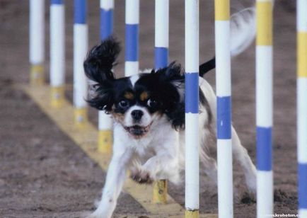 Cavalier King Charles Spaniel cele mai bune fotografii