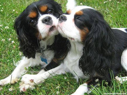 Cavalier King Charles Spaniel cele mai bune fotografii