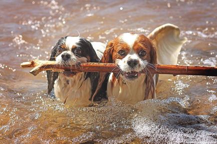 Cavalier King Charles Spaniel cele mai bune fotografii