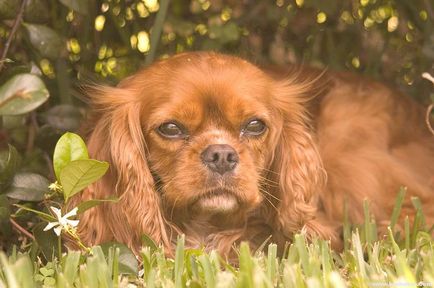 Cavalier King Charles Spaniel cele mai bune fotografii