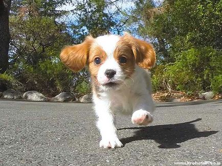 Cavalier King Charles Spaniel cele mai bune fotografii