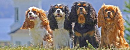 Cavalier King Charles Spaniel cele mai bune fotografii