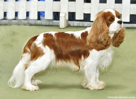 Cavalier King Charles Spaniel cele mai bune fotografii