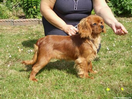 Cavalier King Charles Spaniel cele mai bune fotografii