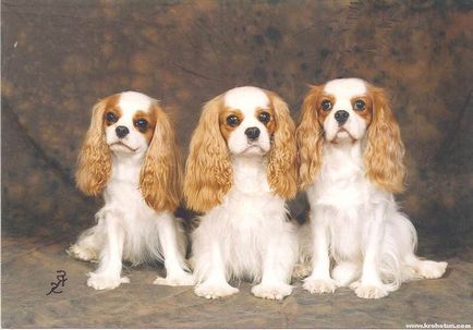 Cavalier King Charles Spaniel cele mai bune fotografii