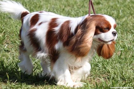 Cavalier King Charles Spaniel cele mai bune fotografii