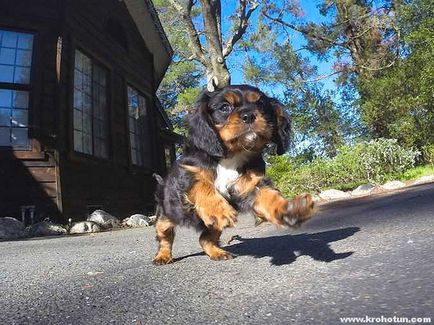 Cavalier King Charles Spaniel cele mai bune fotografii