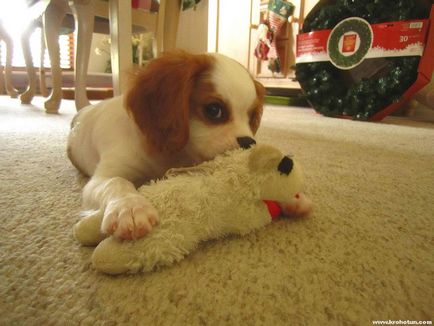 Cavalier King Charles Spaniel cele mai bune fotografii