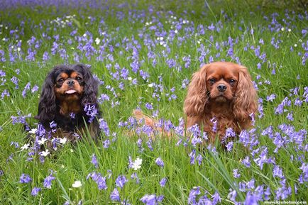 Cavalier King Charles Spaniel cele mai bune fotografii