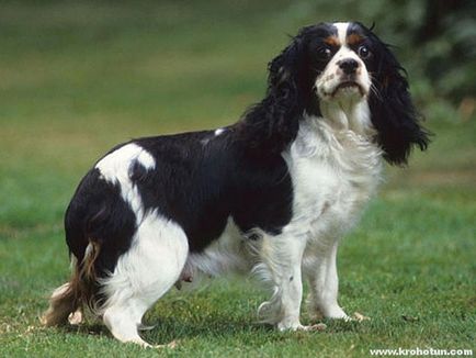 Cavalier King Charles Spaniel cele mai bune fotografii