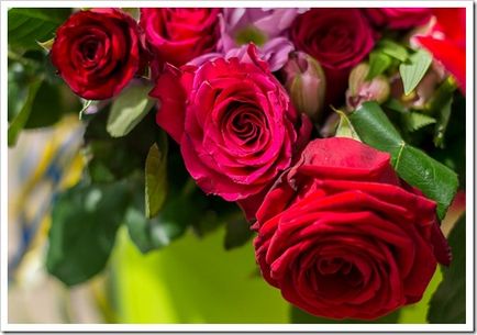 De ce da trandafiri roșii pentru a afla de ce ați putea fi înțeles greșit