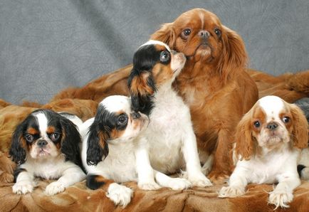 King Charles Spaniel (că spanielul) fotografie, descriere, caracter