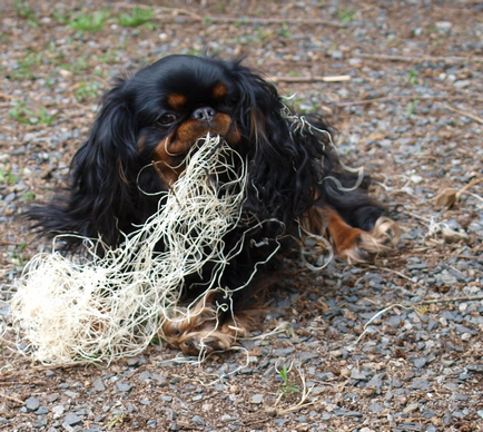 King Charles Spaniel (că spanielul) fotografie, descriere, caracter