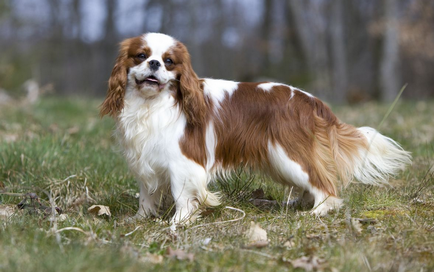 King Charles Spaniel (că spanielul) fotografie, descriere, caracter