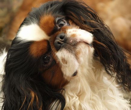 King Charles Spaniel (că spanielul) fotografie, descriere, caracter