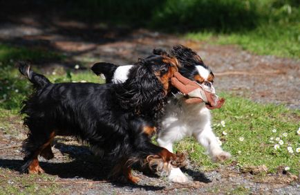 King Charles Spaniel (că spanielul) fotografie, descriere, caracter