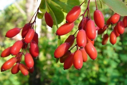 Dogwood gradina de plantare și de îngrijire, gradina