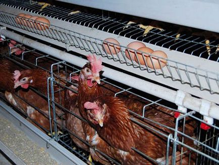 Cuștile pentru găinile de găină cumpărau echipamente pentru pui de tip a livi