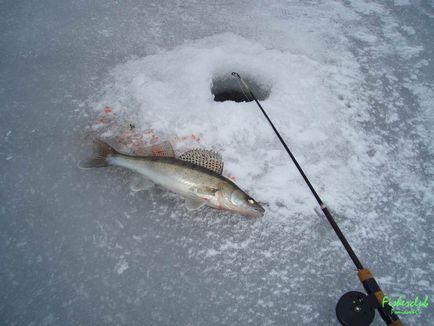 Club de pescari reali!