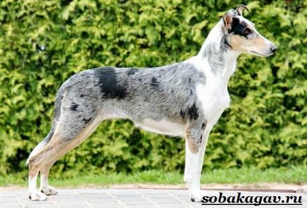 Collie kutya (collie kölykök) Collie kutya