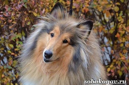 Collie dog (kutya) Collie kutya