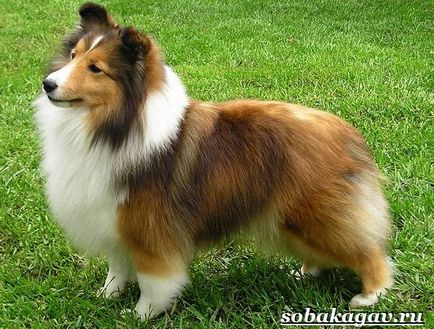 Collie kutya