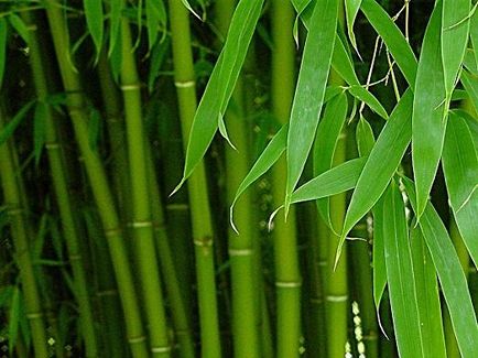 Bambus interior și îngrijire în apă