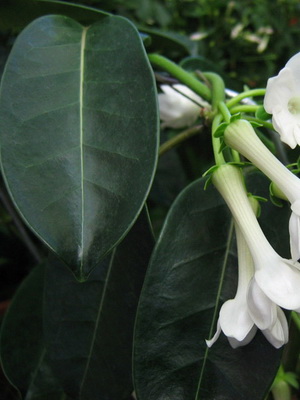 Fotografia stefanotica cu flori interioare, reproducerea si ingrijirea acasa