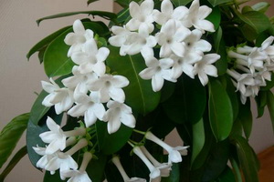 Fotografia stefanotica cu flori interioare, reproducerea si ingrijirea acasa
