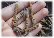 Cordyceps recenzii pentru copii