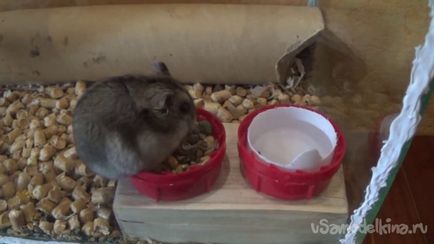 Hamsterul hrăniți cu mâinile 1