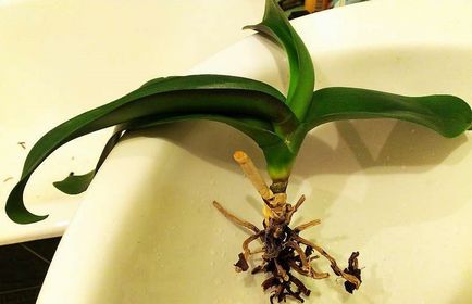 Коріння орхідеї вилізли з горщика - про що це говорить і що робити