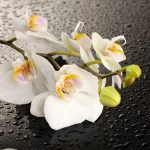 A gyökerek orchideák kiszállt a pot - mit jelent ez, és mit kell tenni