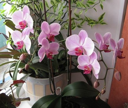 A gyökerek orchideák kiszállt a pot - mit jelent ez, és mit kell tenni
