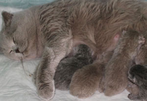 Pisica după naștere