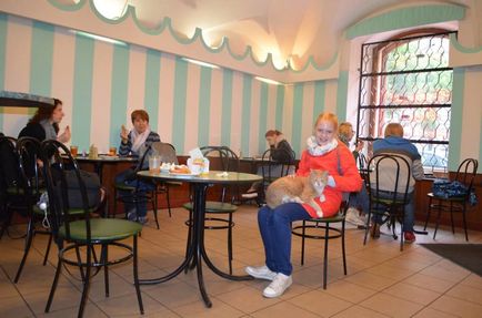 Cat-lung-ficat și istoria kotokafe pe un mare stabil, kotokafe în Sankt Petersburg