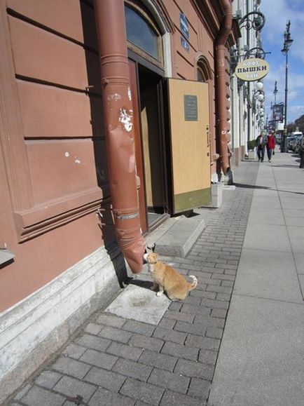 Cat-lung-ficat și istoria kotokafe pe un mare stabil, kotokafe în Sankt Petersburg
