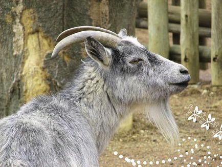 Creșterea caprinelor, rasele de capră, creșterea animalelor, fotografiile animalelor