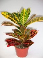 Croton (codaium) cad frunze - magia plantelor