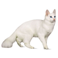 Cumpărați o pisică din rasa Neva Masquerade în perlele de pepinieră nev