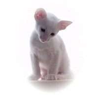 Cumpărați o pisică din rasa Neva Masquerade în perle de pepinieră nev