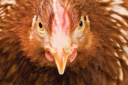 Csirke őrület - tudományos szenzáció vagy képzelet állatorvos