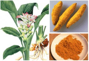 Curcuma - condimente, medicamente sau rădăcini de miracol