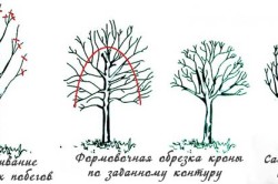 Arbori de migdale de plantare și de îngrijire