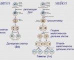 Laboratorul de genetică moleculară, soluții de dna - laboratoare genetice