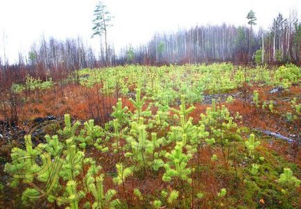 Designul peisajului în știri verde de nord a șaptea petală g