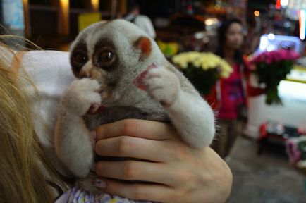 Lemur Pattaya! A találkozó a szép állat!