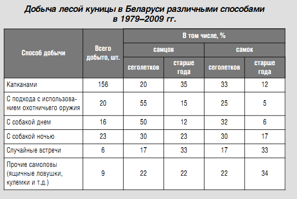 Лісова куниця