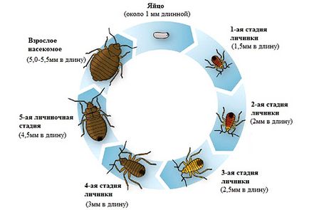 Личинки постільних клопів як виглядають і чому їх необхідно знищити