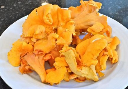 Chanterelles în smântână - alege cea mai bună rețetă